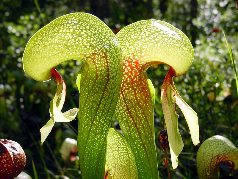 are pitcher plants poisonous to dogs