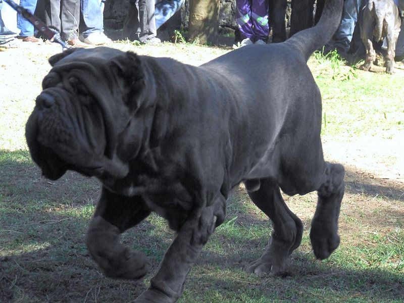 largest dog breed in the world