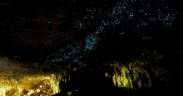 Waitomo_Glowworm_cave
