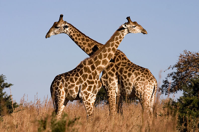 800px-Giraffe_Ithala_KZN_South_Africa_Luca_Galuzzi_2004 (1)