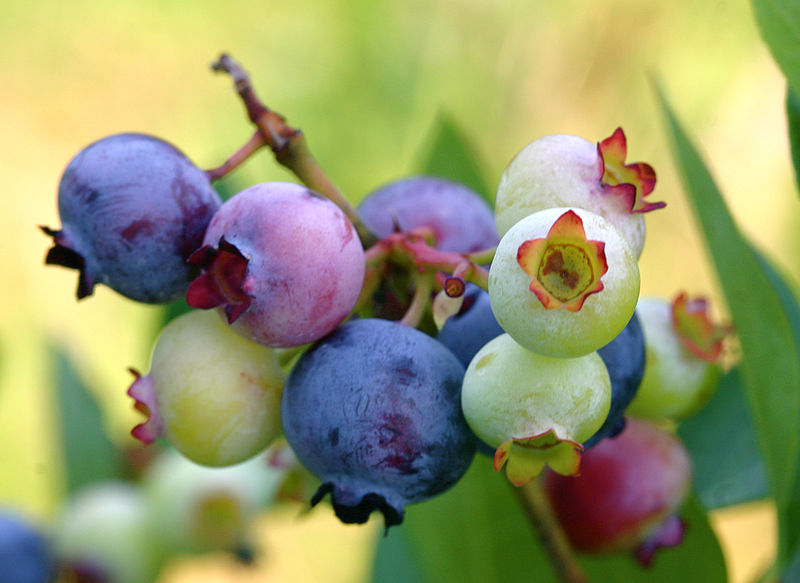 800px-PattsBlueberries