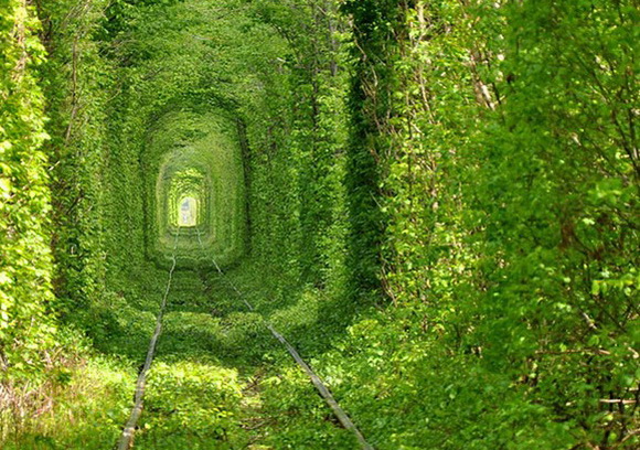 Beautiful_train_Tree_Tunnel_tunnel_of_love