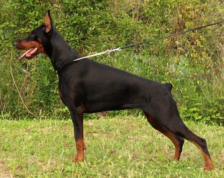 European_Dobermann