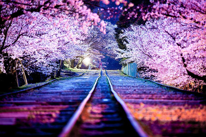 Pink cherry trees japan blossoms