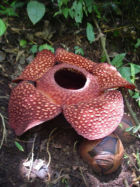 450px-Rafflesia_sumatra