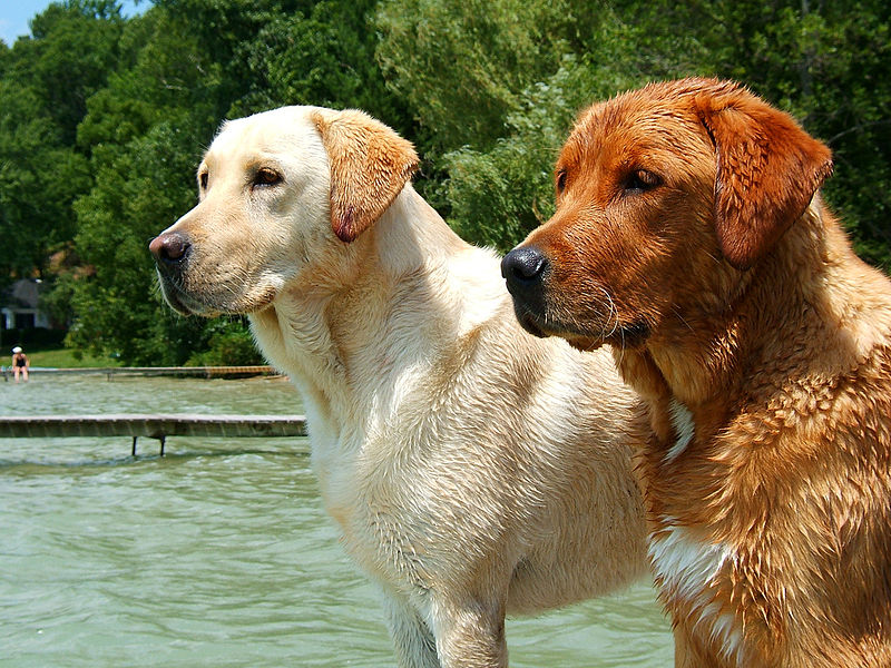 800px-Labrador_Retrievers_yellow_and_red