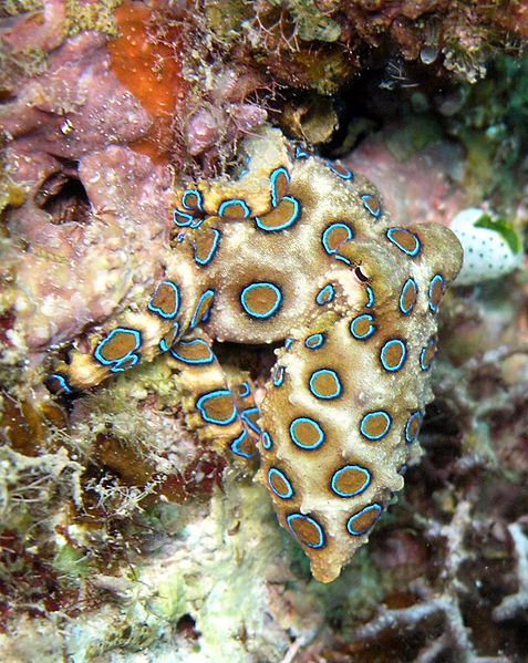 Blue-Ringed Octopus