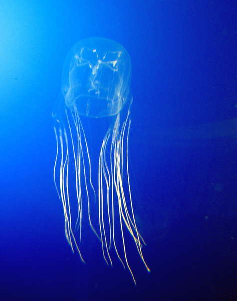 Jellyfish