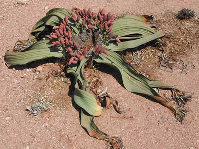 Welwitschia-mirabilis-female