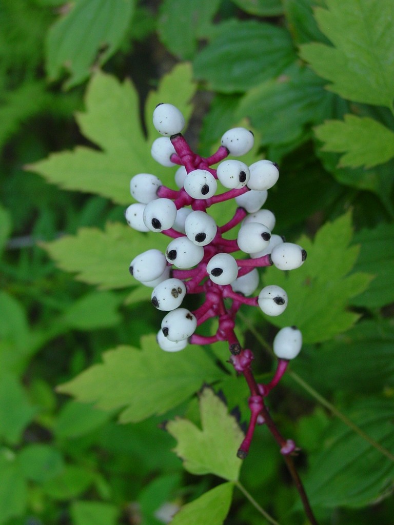 actaea_pachypoda_older_seed_pods
