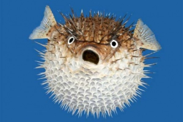 puffer-fish2