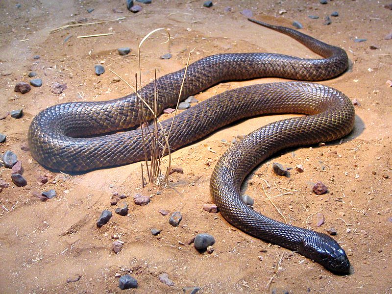 taipan