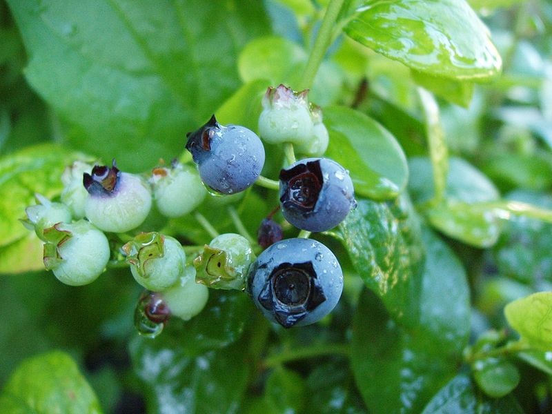 _blueberry