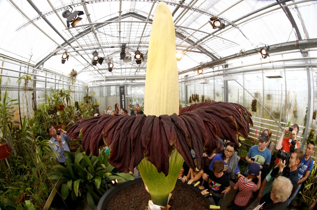 Visitors look at a blooming Titan Arum (Amorphophallus titanum), one of the world's largest and rare tropical flowering plants, at Basel's Botanical Garden September 29, 2014. The flower, which emits strong odour likened to rotting meat, which gives it it's common name 'corpse flower', wilts and dies after two days. Both the 'fragance' and the flower's meat-colouration attract pollinators - carrion flies and beetles. REUTERS/Arnd Wiegmann (SWITZERLAND - Tags: ENVIRONMENT SOCIETY) - RTR486SE