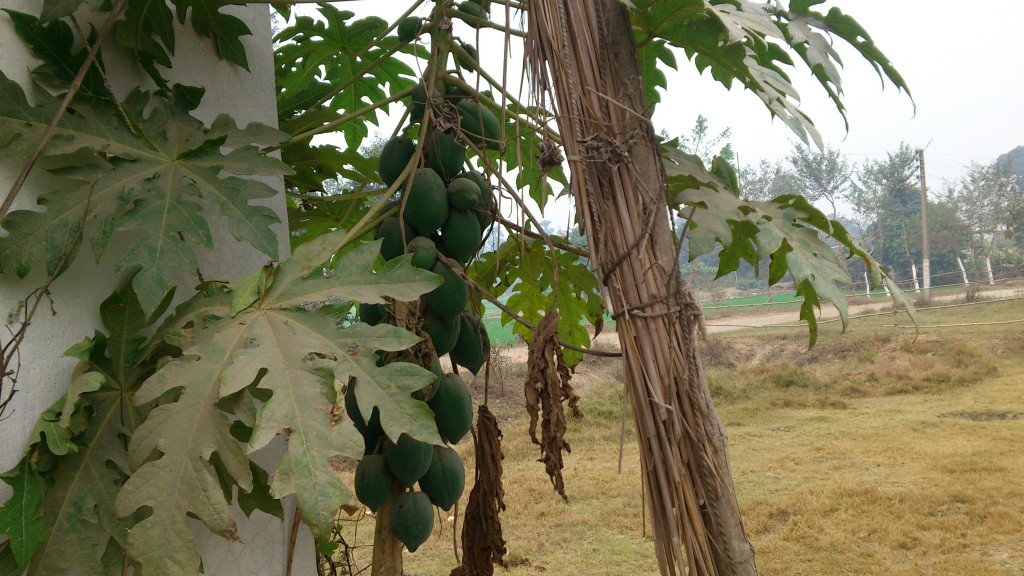 Papaya