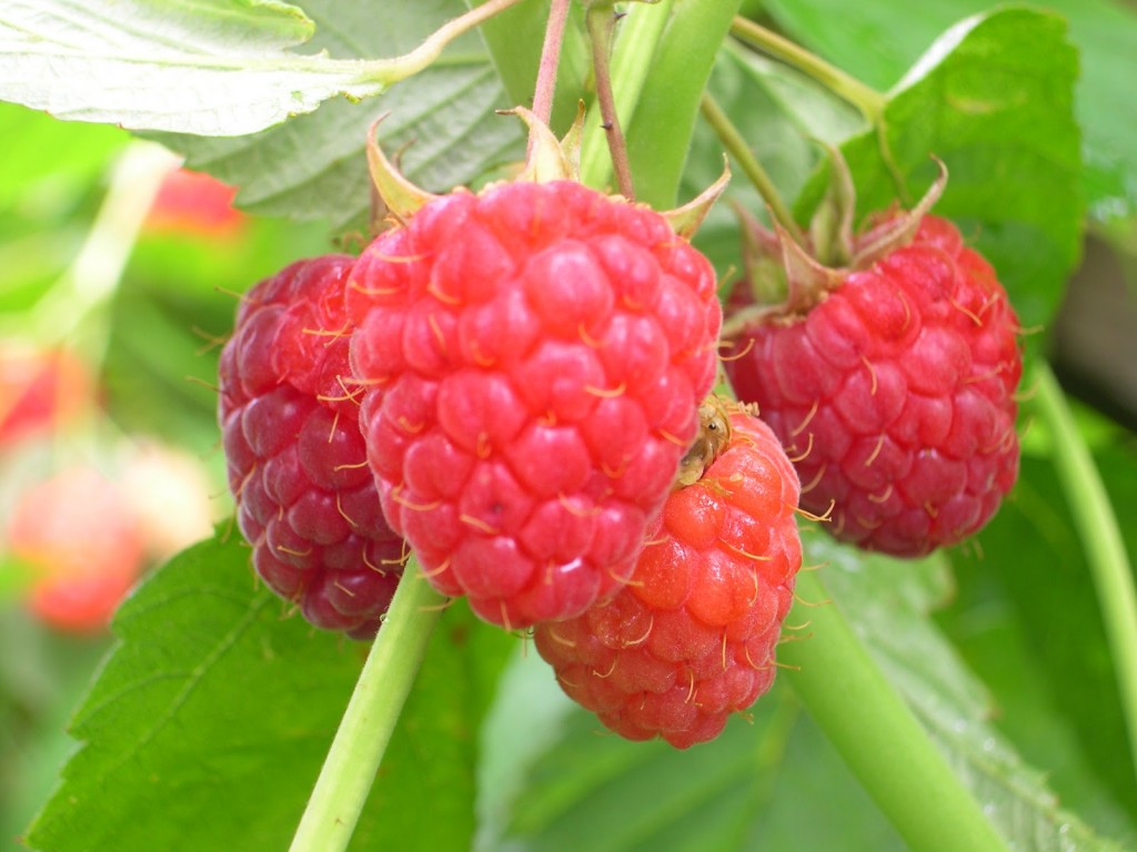 Raspberry_Heritage-