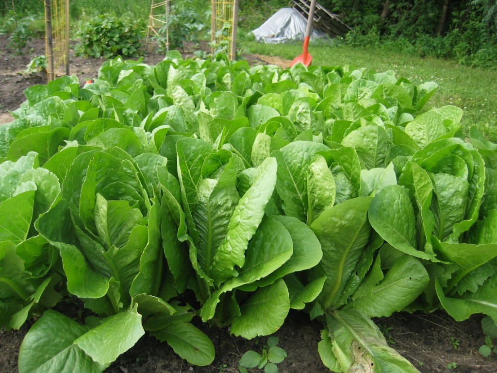 romaine-lettuce