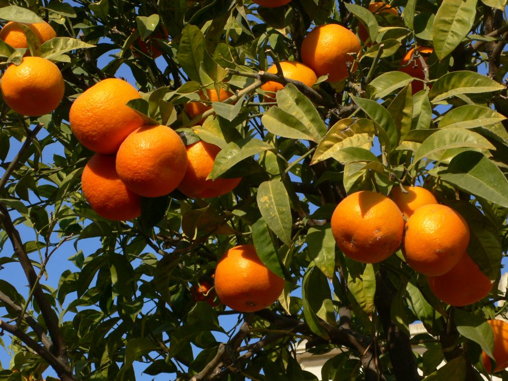 642114-fruit-of-orange-tree