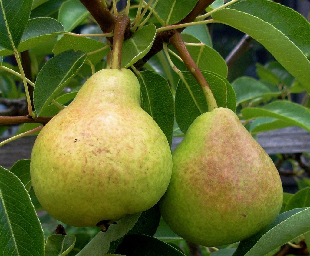 pear-fruit1